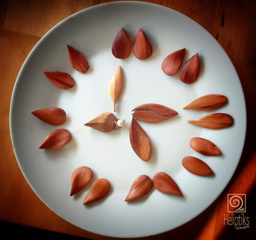 Futures boucles d'oreilles en bois d'arbres fruitiers d'Alsace au séchage.
