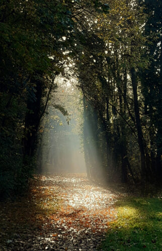 Orée de la forêt à Fegersheim.
